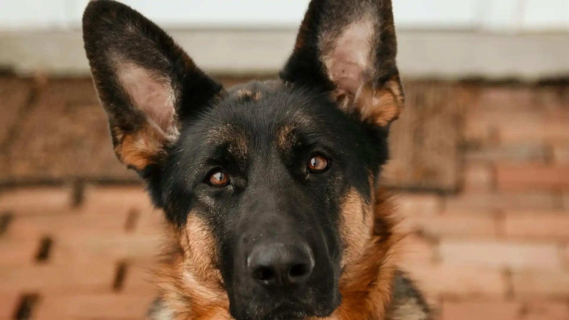 Närbild på en schäferhund som tittar in i kameran.